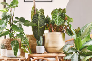Les bienfaits des plantes d'intérieur